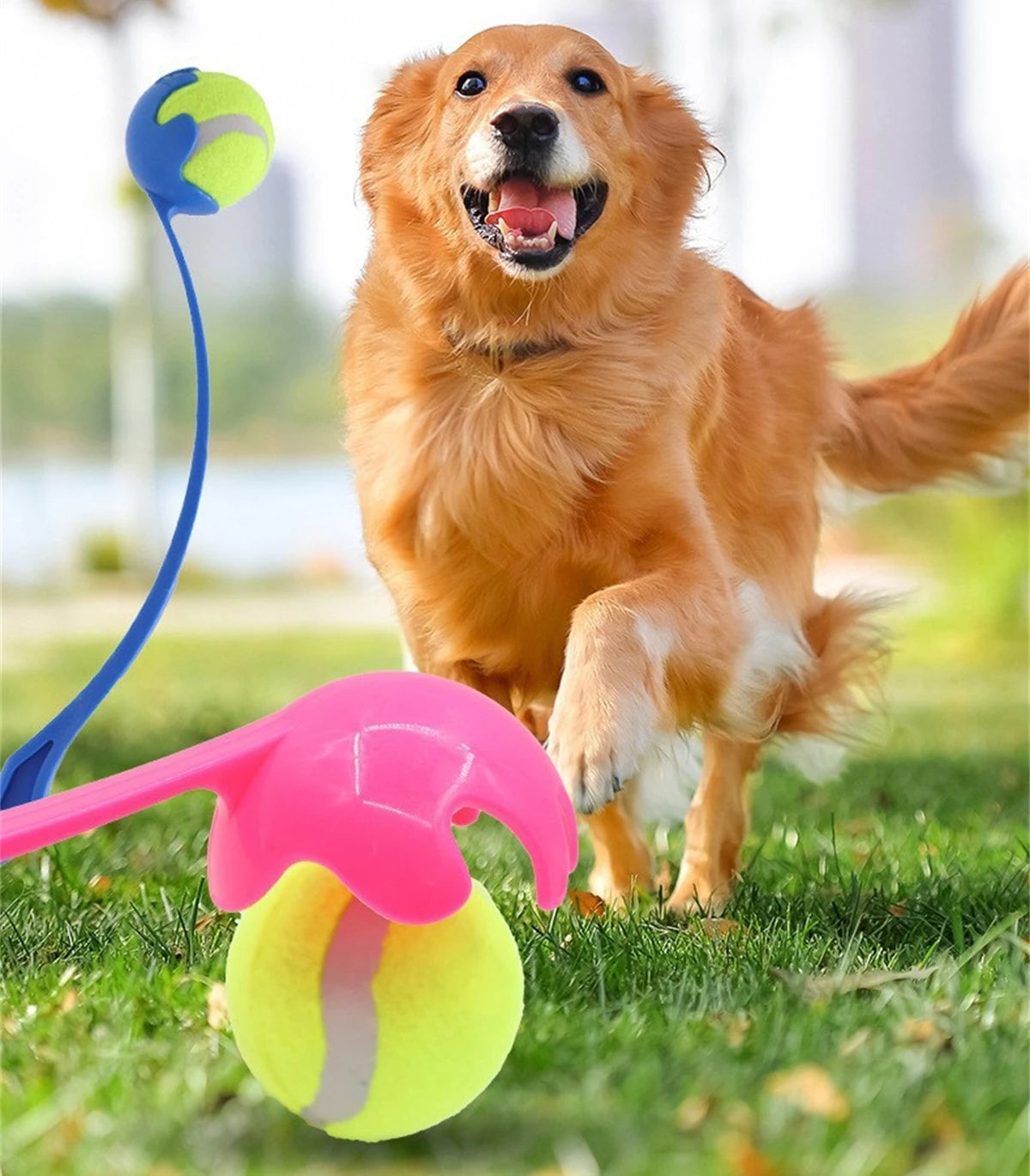 VITAL360 Outdoor Fetch and Training Set